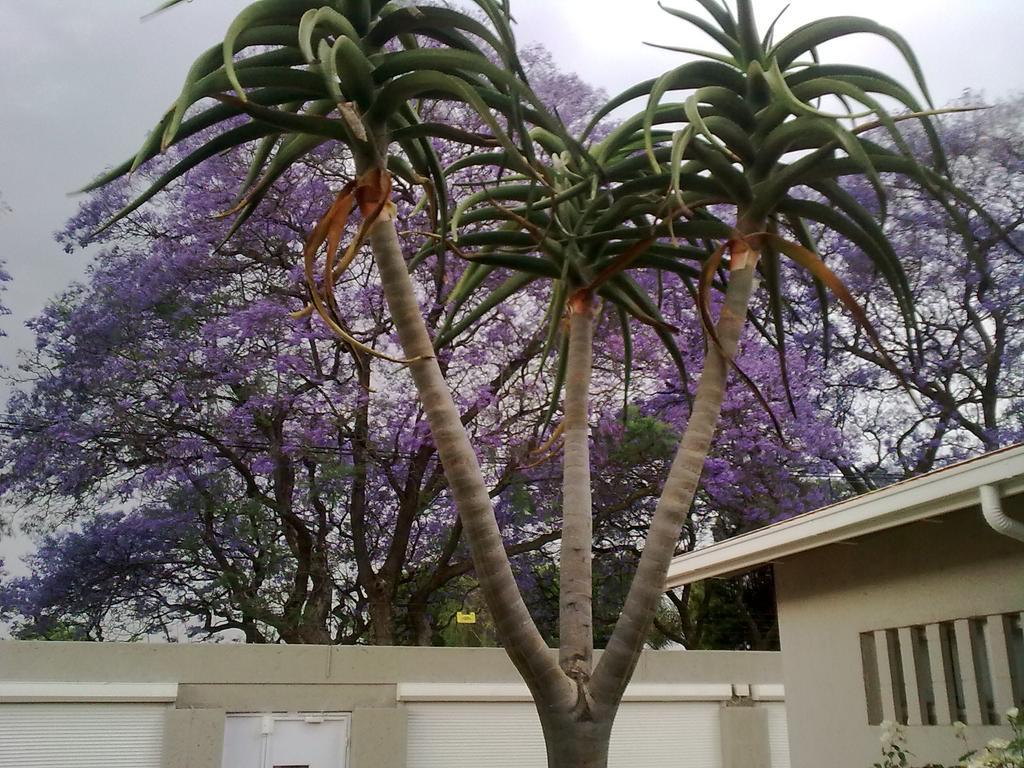Rosebank Lodge Guesthouse By Claires Johannesburg Luaran gambar